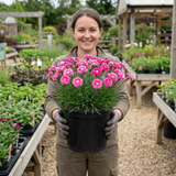 1 Dianthus Shirley Temple Plant, Fragrant Summer Flowering Hardy Perennial, 5L Root-Ball - Frankton's