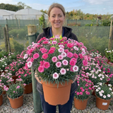 1 Dianthus Shirley Temple Plant, Fragrant Summer Flowering Hardy Perennial, 5L Root-Ball - Frankton's