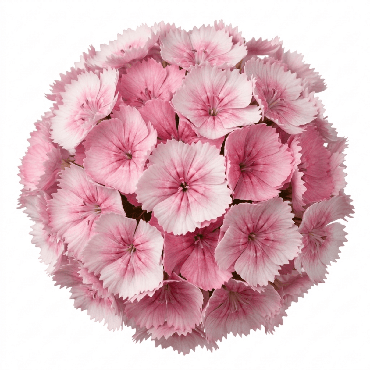 1 Dianthus Shirley Temple Plant, Fragrant Summer Flowering Hardy Perennial, 5L Root-Ball - Frankton's