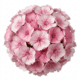 1 Dianthus Shirley Temple Plant, Fragrant Summer Flowering Hardy Perennial, 5L Root-Ball - Frankton's
