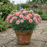 1 Dianthus Shirley Temple Plant, Fragrant Summer Flowering Hardy Perennial, 5L Root-Ball - Frankton's
