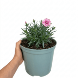1 Dianthus Shirley Temple Plant, Fragrant Summer Flowering Hardy Perennial, 5L Root-Ball - Frankton's