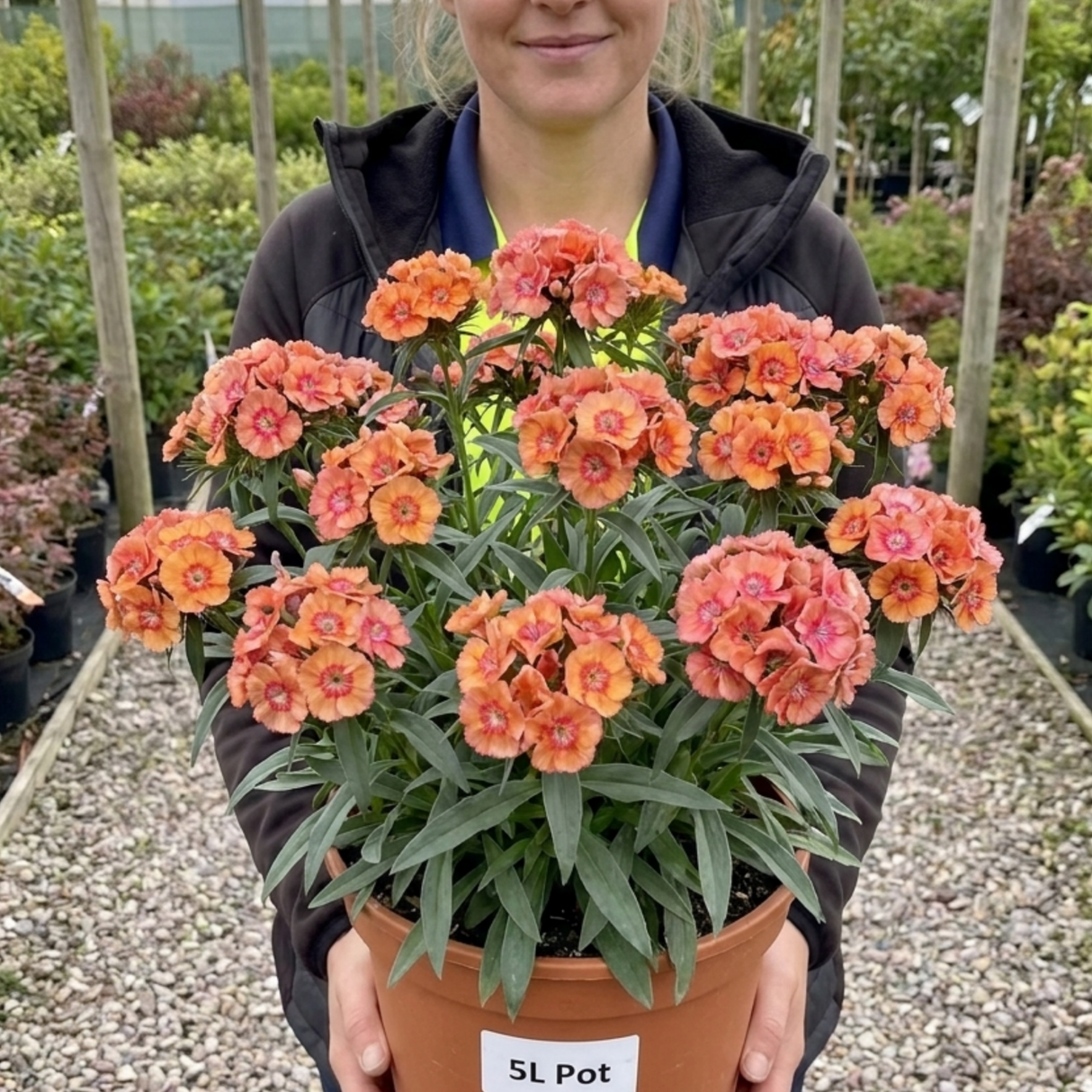1 Dianthus Tequila Sunrise Plant, Fragrant Summer Flowering Perennial, Hardy Garden Ready, 5L Root Ball - Frankton's
