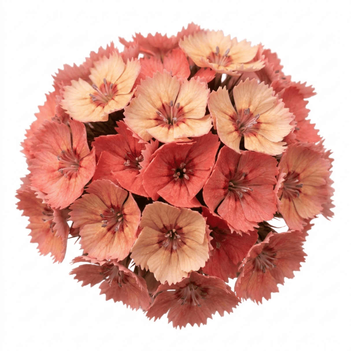 1 Dianthus Tequila Sunrise Plant, Fragrant Summer Flowering Perennial, Hardy Garden Ready, 5L Root Ball - Frankton's