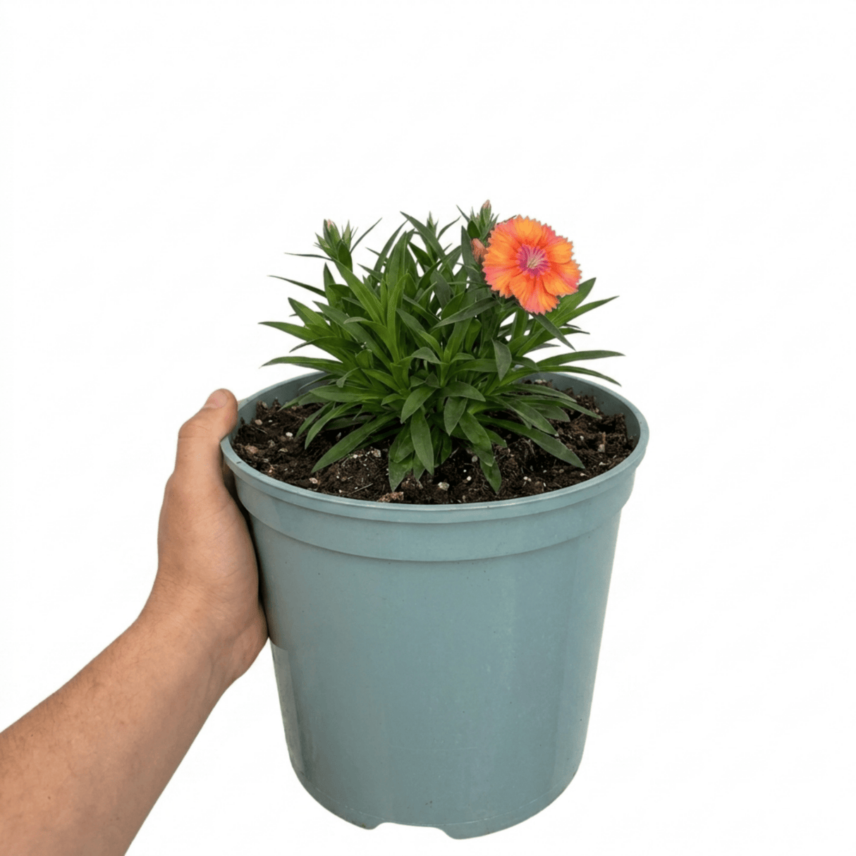 1 Dianthus Tequila Sunrise Plant, Fragrant Summer Flowering Perennial, Hardy Garden Ready, 5L Root Ball - Frankton's