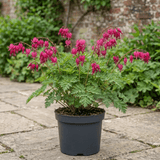 1 Dicentra Luxuriant Bleeding Heart Plant, Hardy Shade Perennial, Garden Ready, 17cm Root-Ball - Frankton's