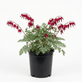 1 Dicentra Luxuriant Bleeding Heart Plant, Hardy Shade Perennial, Garden Ready, 17cm Root-Ball - Frankton's
