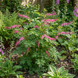 1 Dicentra Spectabilis Bleeding Heart Plant, Hardy Shade Loving Perennial, Garden Ready, 17cm Root-Ball - Frankton's