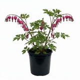 1 Dicentra Spectabilis Bleeding Heart Plant, Hardy Shade Loving Perennial, Garden Ready, 17cm Root-Ball - Frankton's