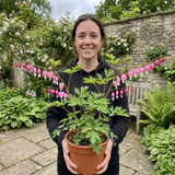 1 Dicentra Spectabilis Bleeding Heart Plant, Hardy Shade Loving Perennial, Garden Ready, 17cm Root-Ball - Frankton's