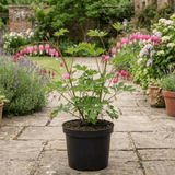1 Dicentra Spectabilis Bleeding Heart Plant, Hardy Shade Loving Perennial, Garden Ready, 17cm Root-Ball - Frankton's
