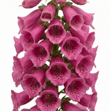 1 Digitalis Hanabee Deep Rose Foxglove Plant, Bee Friendly Hardy Perennial, 2 Litre Root Ball - Frankton's