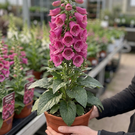 1 Digitalis Hanabee Deep Rose Foxglove Plant, Bee Friendly Hardy Perennial, 3 Litre Root Ball - Frankton's