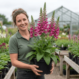 1 Digitalis Hanabee Deep Rose Foxglove Plant, Bee Friendly Hardy Perennial, 3 Litre Root Ball - Frankton's