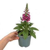 1 Digitalis Hanabee Deep Rose Foxglove Plant, Bee Friendly Hardy Perennial, 3 Litre Root Ball - Frankton's