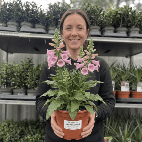 1 Digitalis Hanabee Pink Foxglove, Compact Bee Friendly Perennial Plant, Garden Ready, 3 Litre Root Ball - Frankton's