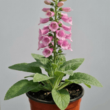 1 Digitalis Hanabee Pink Foxglove, Compact Bee Friendly Perennial Plant, Garden Ready, 3 Litre Root Ball - Frankton's