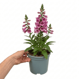 1 Digitalis Hanabee Pink Foxglove, Compact Bee Friendly Perennial Plant, Garden Ready, 3 Litre Root Ball - Frankton's
