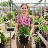 1 Digitalis Hanabee Pink Foxglove, Compact Bee Friendly Perennial Plant, Garden Ready, 3 Litre Root Ball - Frankton's