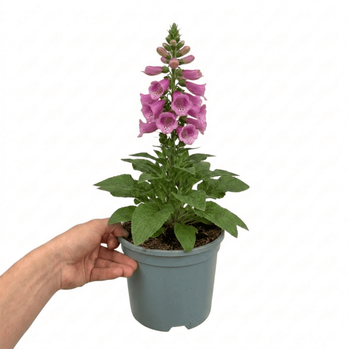 1 Digitalis Hanabee Pink Foxglove Plant, Hardy Perennial for Cottage Garden, 2Ltr Root Ball - Frankton's