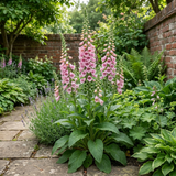 1 Digitalis Hanabee Pink Foxglove Plant, Hardy Perennial for Cottage Garden, 2Ltr Root Ball - Frankton's