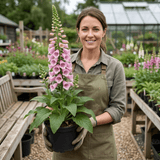 1 Digitalis Hanabee Pink Foxglove Plant, Hardy Perennial for Cottage Garden, 2Ltr Root Ball - Frankton's