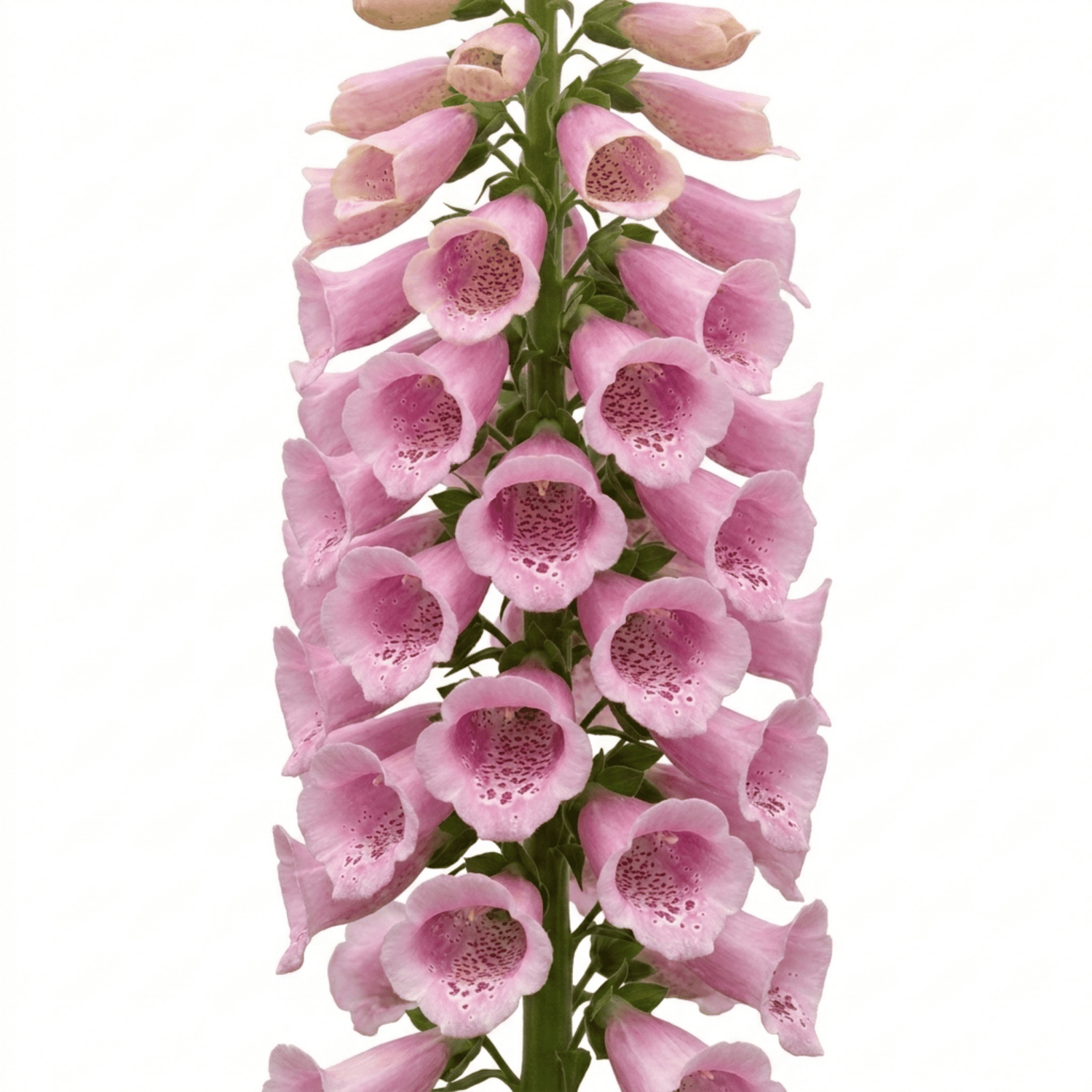 1 Digitalis Hanabee Pink Foxglove Plant, Hardy Perennial for Cottage Garden, 2Ltr Root Ball - Frankton's