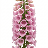 1 Digitalis Hanabee Pink Foxglove Plant, Hardy Perennial for Cottage Garden, 2Ltr Root Ball - Frankton's