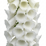 1 Digitalis Hanabee White Foxglove Plant, Hardy Bee Friendly Perennial, Summer Flowering, 2 Litre Root Ball - Frankton's