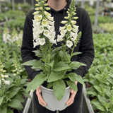 1 Digitalis Hanabee White Foxglove Plant, Hardy Bee Friendly Perennial, Summer Flowering, 2 Litre Root Ball - Frankton's