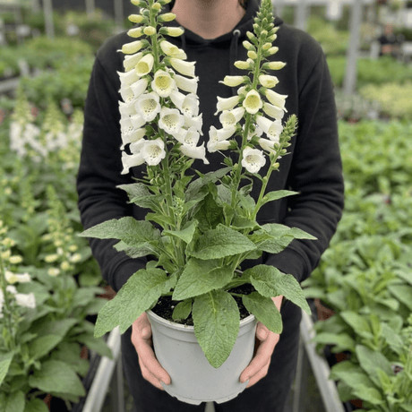 1 Digitalis Hanabee White Foxglove Plant, Hardy Bee Friendly Perennial, Summer Flowering, 2 Litre Root Ball - Frankton's