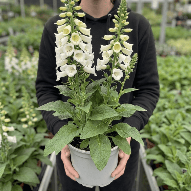 1 Digitalis Hanabee White Foxglove Plant, Hardy Bee Friendly Perennial, Summer Flowering, 2 Litre Root Ball - Frankton's