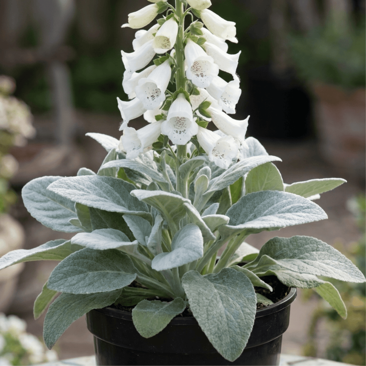 1 Digitalis Hanabee White Foxglove Plant, Hardy Bee Friendly Perennial, Summer Flowering, 2 Litre Root Ball - Frankton's