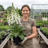 1 Digitalis Hanabee White Foxglove Plant, Hardy Bee Friendly Perennial, Summer Flowering, 2 Litre Root Ball - Frankton's