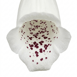 1 Digitalis Hanabee White Foxglove Plant, Hardy Perennial, Bee Friendly, 3 Litre Root Ball - Frankton's
