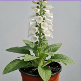 1 Digitalis Hanabee White Foxglove Plant, Hardy Perennial, Bee Friendly, 3 Litre Root Ball - Frankton's