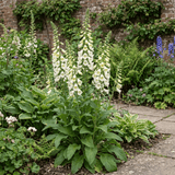 1 Digitalis Hanabee White Foxglove Plant, Hardy Perennial, Bee Friendly, 3 Litre Root Ball - Frankton's