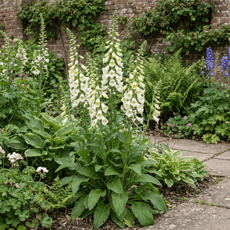 1 Digitalis Hanabee White Foxglove Plant, Hardy Perennial, Bee Friendly, 3 Litre Root Ball - Frankton's