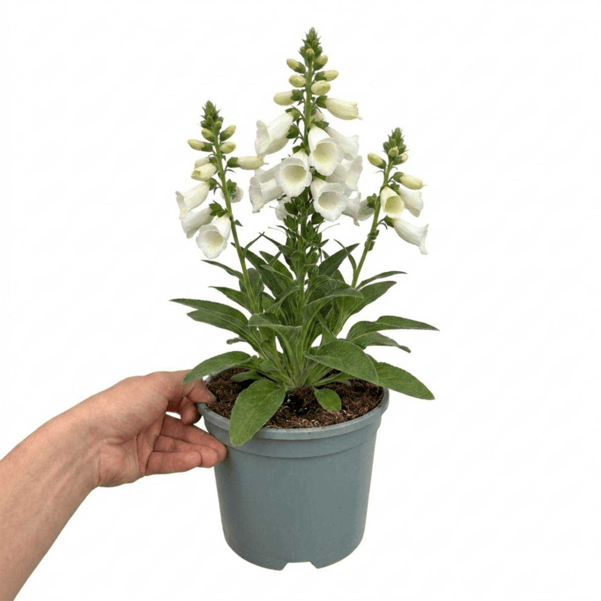 1 Digitalis Hanabee White Foxglove Plant, Hardy Perennial, Bee Friendly, 3 Litre Root Ball - Frankton's