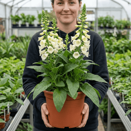1 Digitalis Hanabee White Foxglove Plant, Hardy Perennial, Bee Friendly, 3 Litre Root Ball - Frankton's
