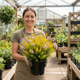 1 Diosma Sunset Gold Plant, Hardy Evergreen Flowering Shrub, Outdoor Garden Ready, 3L 17cm Root Ball - Frankton's