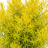 1 Diosma Sunset Gold Plant, Hardy Evergreen Flowering Shrub, Outdoor Garden Ready, 3L 17cm Root Ball - Frankton's