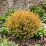 1 Diosma Sunset Gold Plant, Hardy Evergreen Flowering Shrub, Outdoor Garden Ready, 3L 17cm Root Ball - Frankton's