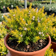 1 Diosma Sunset Gold Plant, Hardy Evergreen Flowering Shrub, Outdoor Garden Ready, 3L 17cm Root Ball - Frankton's