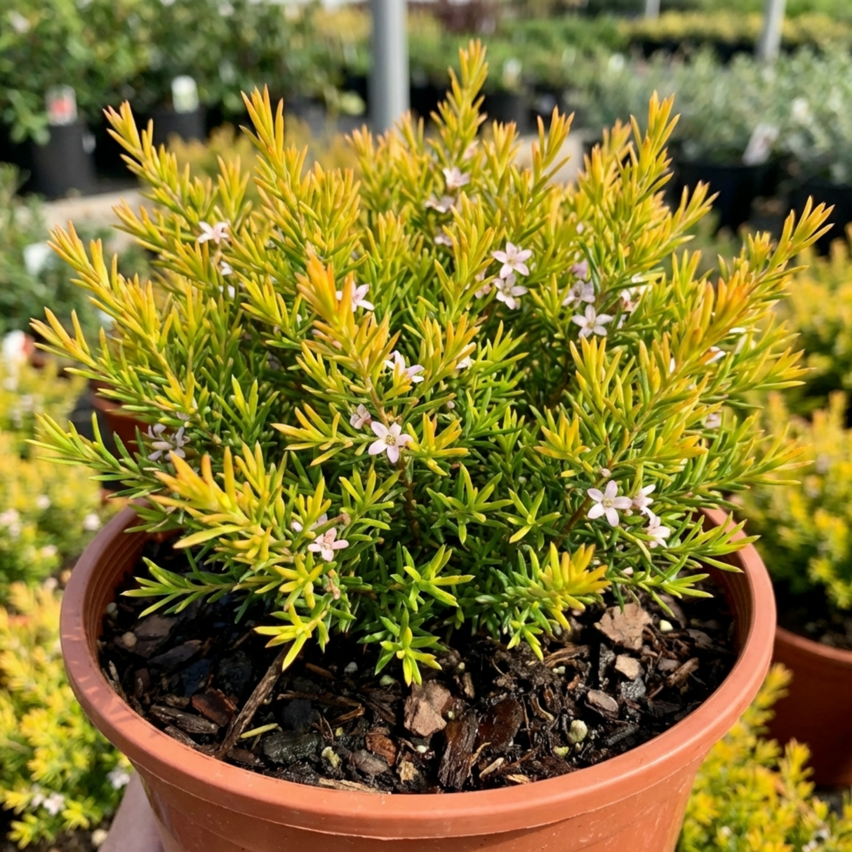 1 Diosma Sunset Gold Plant, Hardy Evergreen Flowering Shrub, Outdoor Garden Ready, 3L 17cm Root Ball - Frankton's