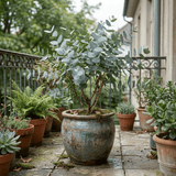 1 Eucalyptus Gunnii France Blue Tree, Hardy Evergreen Outdoor Garden Plant, 7.5 Litre Root-Ball - Frankton's