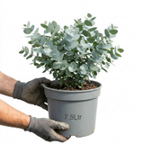 1 Eucalyptus Gunnii France Blue Tree, Hardy Evergreen Outdoor Garden Plant, 7.5 Litre Root-Ball - Frankton's