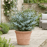 1 Eucalyptus Gunnii France Blue Tree, Hardy Evergreen Outdoor Garden Plant, 7.5 Litre Root-Ball - Frankton's