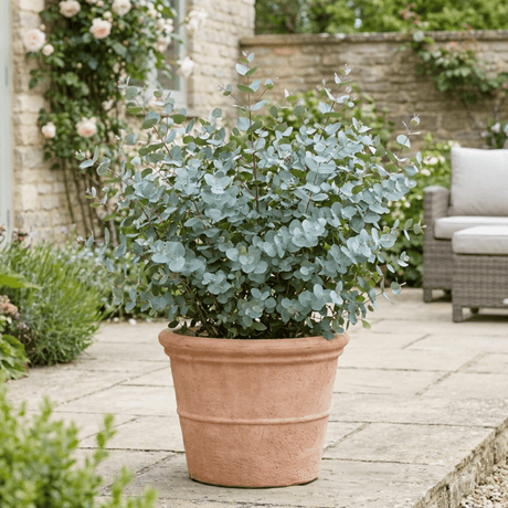 1 Eucalyptus Gunnii France Blue Tree, Hardy Evergreen Outdoor Garden Plant, 7.5 Litre Root-Ball - Frankton's
