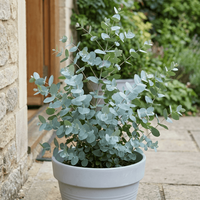 1 Eucalyptus Gunnii France Blue Tree, Hardy Evergreen Outdoor Garden Plant, 7.5 Litre Root-Ball - Frankton's